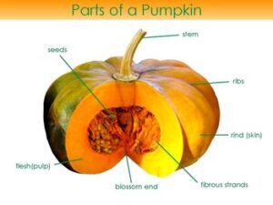 Pumpkin Chunking
